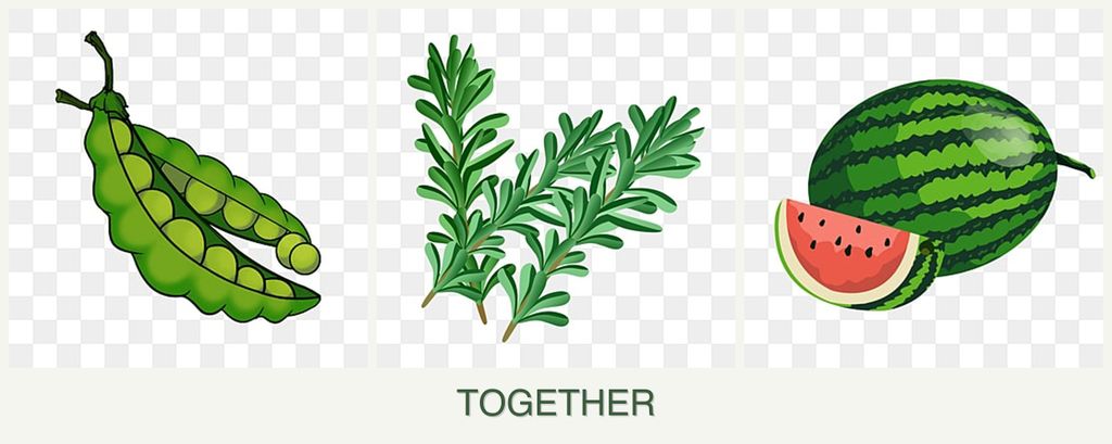 Can you plant peas, rosemary and melons together?