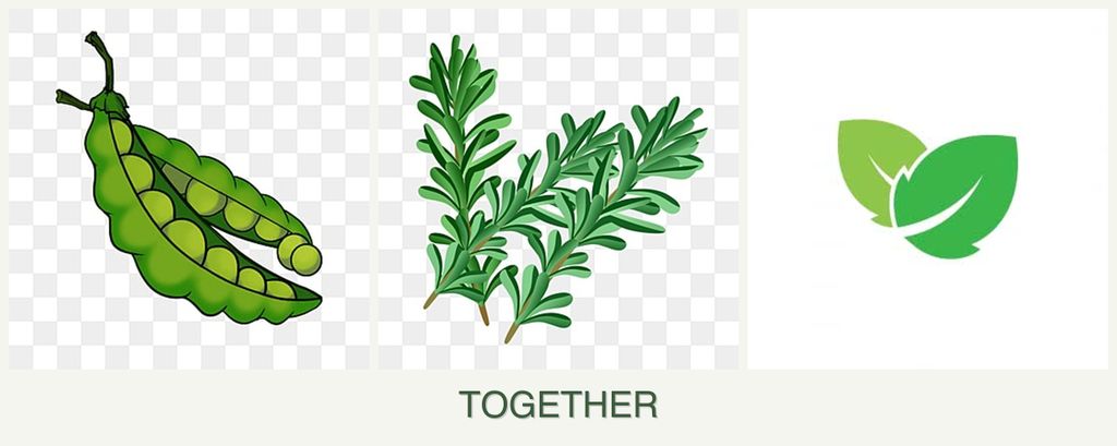 Can you plant peas, rosemary and mint together?