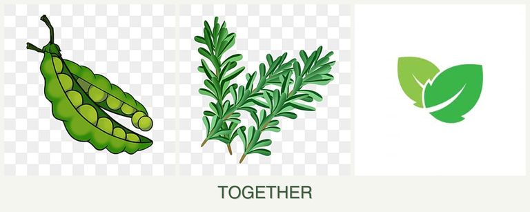 Can you plant peas, rosemary and mint together?