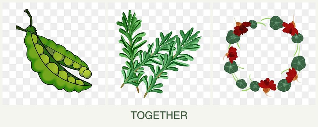 Can you plant peas, rosemary and nasturtiums together?