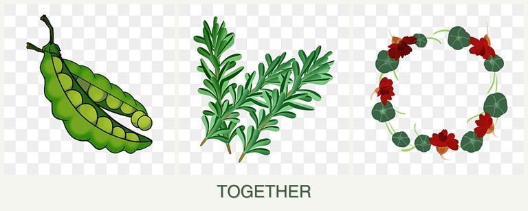 Can you plant peas, rosemary and nasturtiums together?