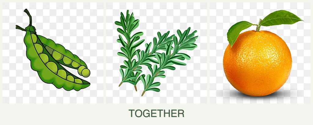 Can you plant peas, rosemary and oranges together?