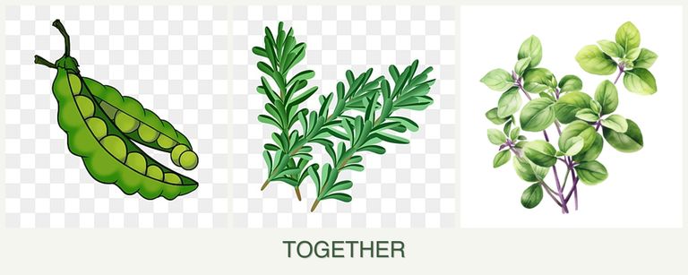 Can you plant peas, rosemary and oregano together?