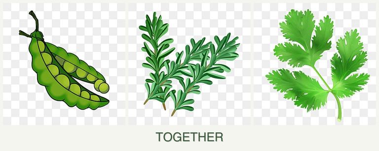 Can you plant peas, rosemary and parsley together?