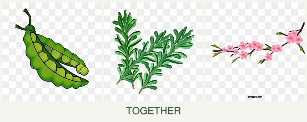 Can you plant peas, rosemary and peaches together?