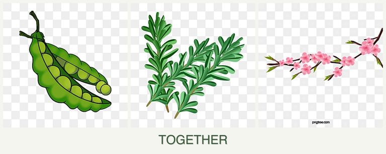 Can you plant peas, rosemary and peaches together?