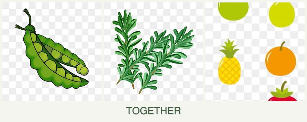 Can you plant peas, rosemary and pears together?