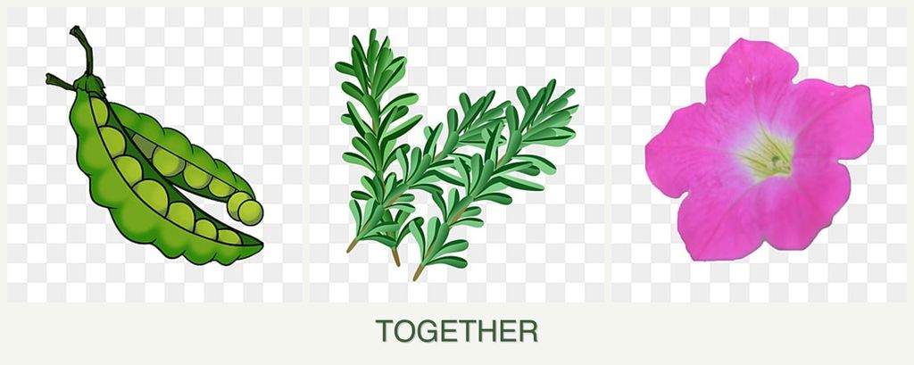 Can you plant peas, rosemary and petunias together?