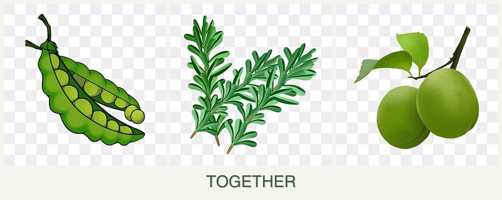 Can you plant peas, rosemary and plums together?