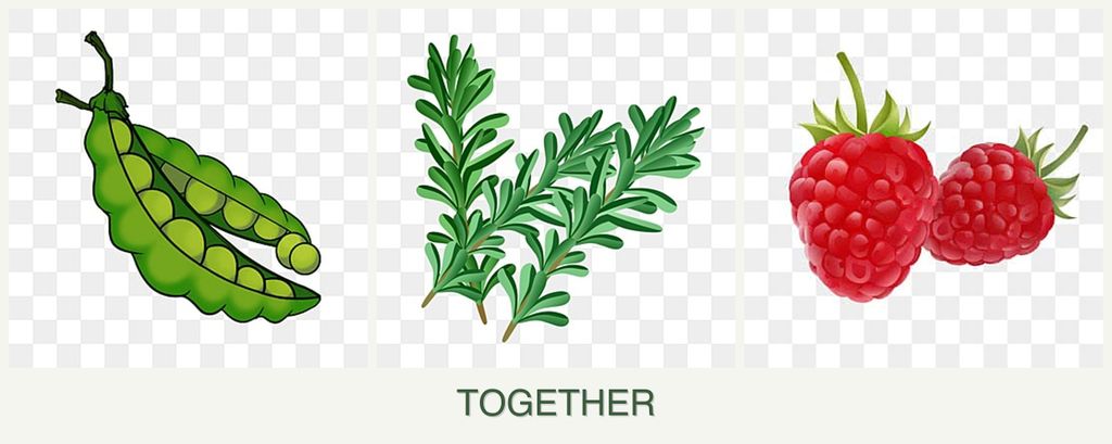 Can you plant peas, rosemary and raspberries together?