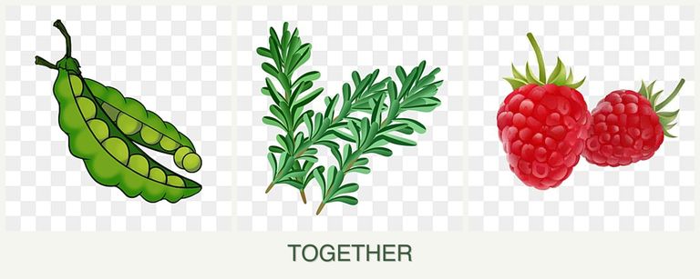 Can you plant peas, rosemary and raspberries together?