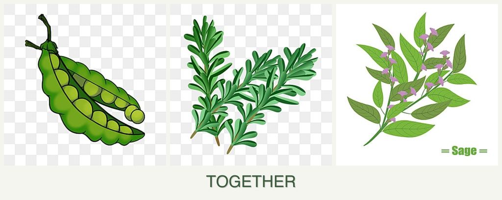 Can you plant peas, rosemary and sage together?