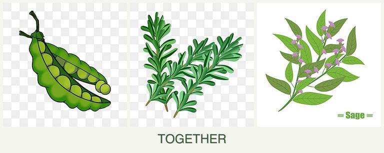 Can you plant peas, rosemary and sage together?