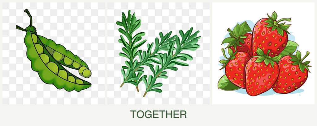 Can you plant peas, rosemary and strawberries together?