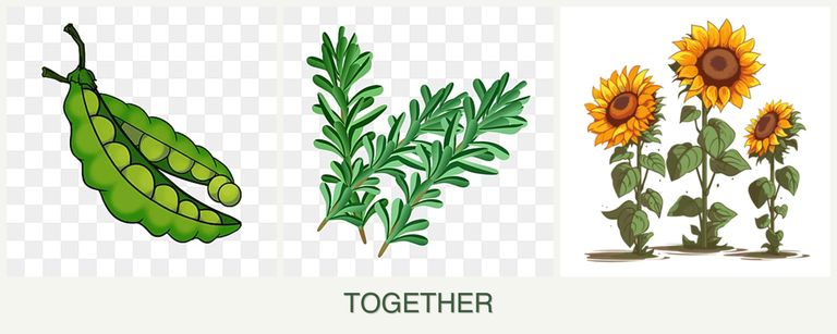 Can you plant peas, rosemary and sunflowers together?