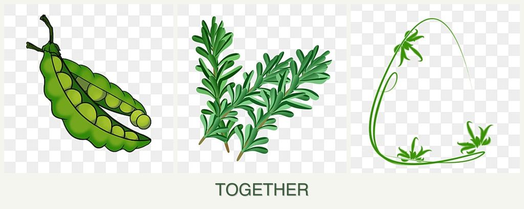 Can you plant peas, rosemary and tarragon together?