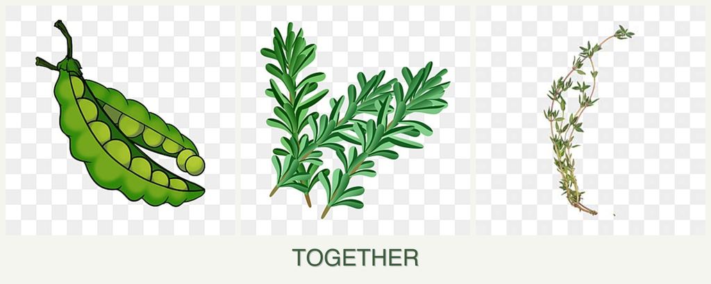 Can you plant peas, rosemary and thyme together?