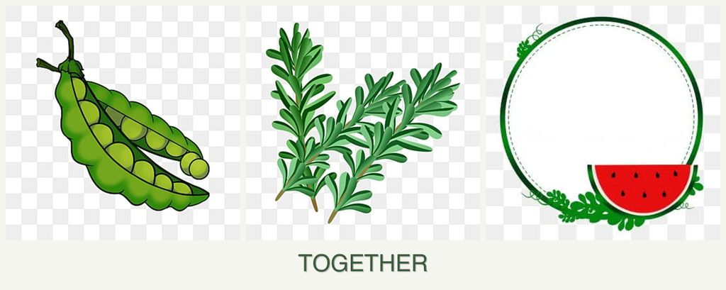 Can you plant peas, rosemary and watermelons together?