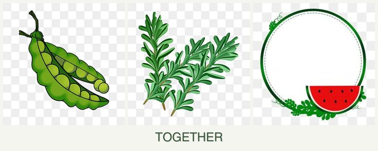 Can you plant peas, rosemary and watermelons together?