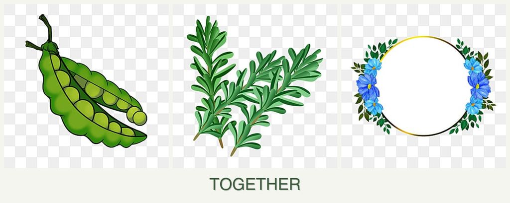 Can you plant peas, rosemary and zinnias together?