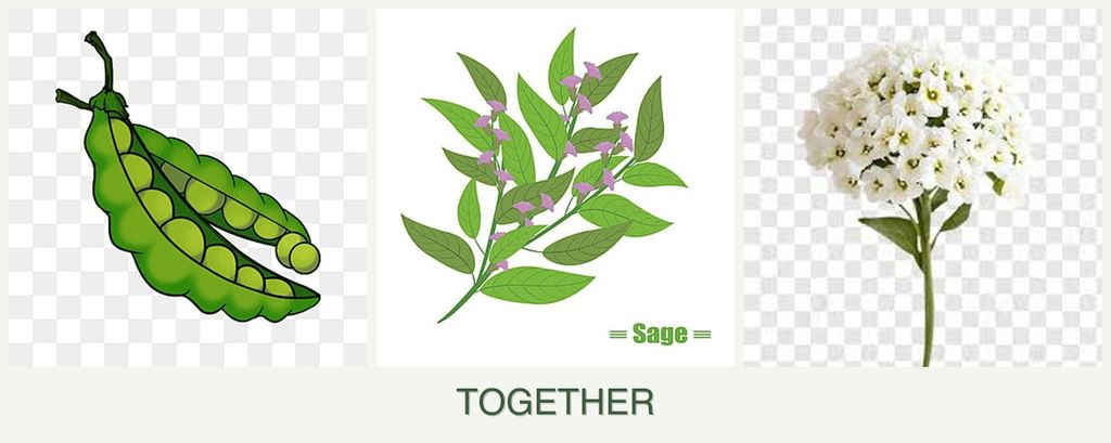 Can you plant peas, sage and alyssum together?