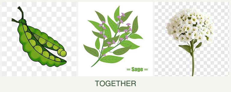 Can you plant peas, sage and alyssum together?
