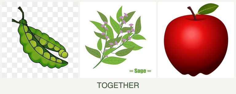 Can you plant peas, sage and apples together?