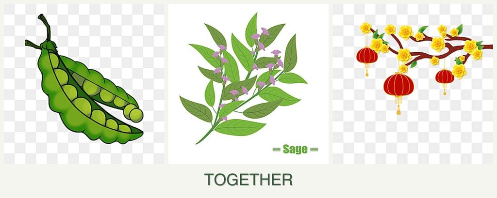 Can you plant peas, sage and apricots together?