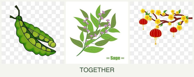 Can you plant peas, sage and apricots together?