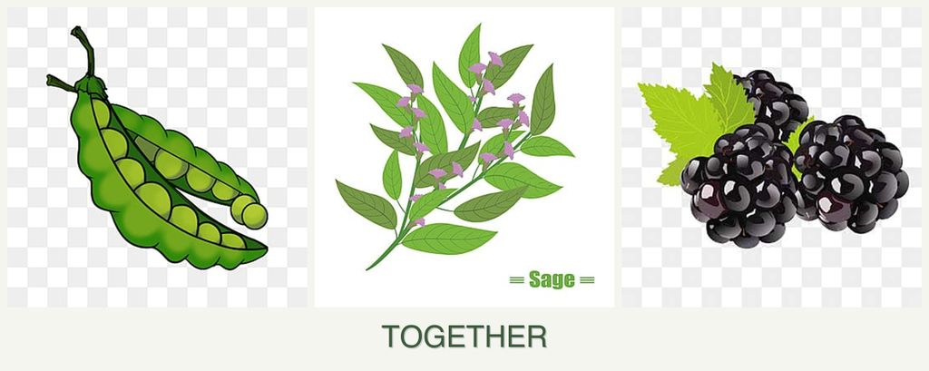 Can you plant peas, sage and blackberries together?