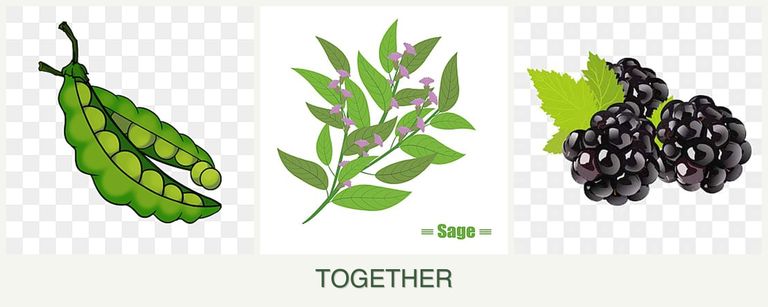 Can you plant peas, sage and blackberries together?