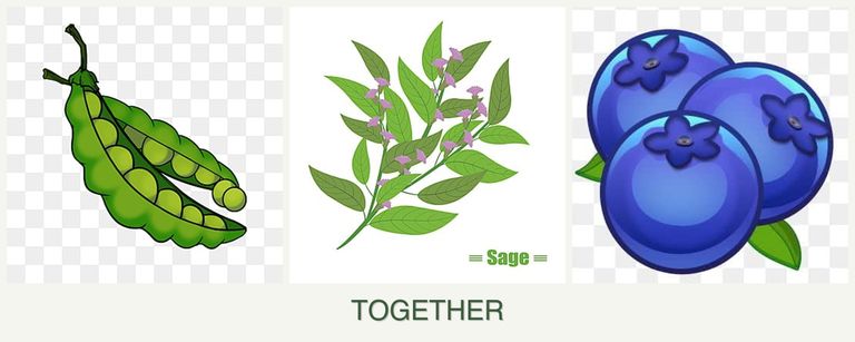Can you plant peas, sage and blueberries together?