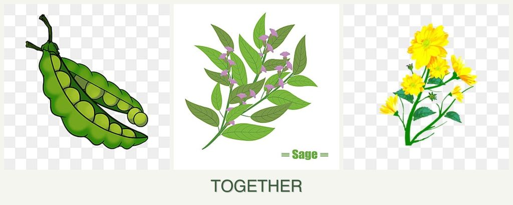 Can you plant peas, sage and calendula together?