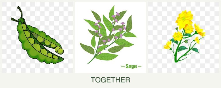 Can you plant peas, sage and calendula together?
