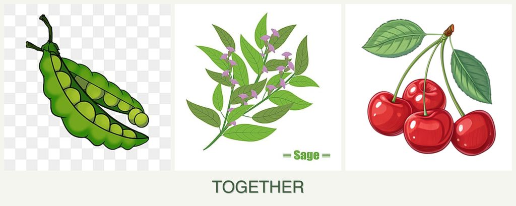 Can you plant peas, sage and cherries together?