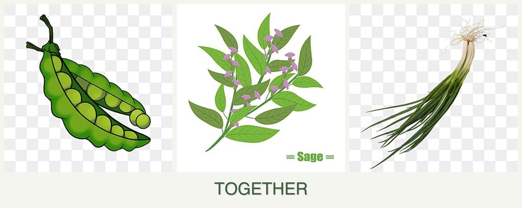 Can you plant peas, sage and chives together?
