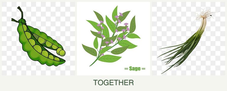 Can you plant peas, sage and chives together?