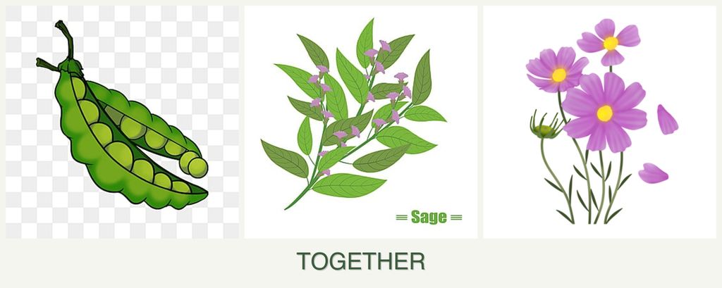 Can you plant peas, sage and cosmos together?
