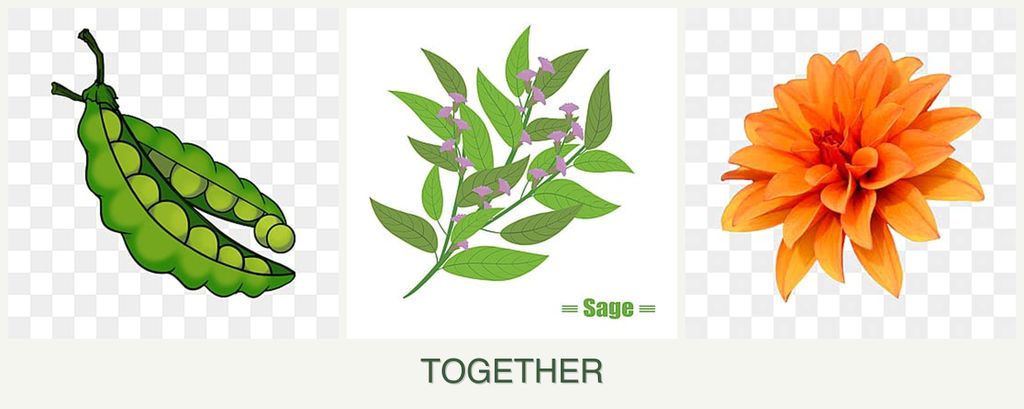 Can you plant peas, sage and dahlias together?