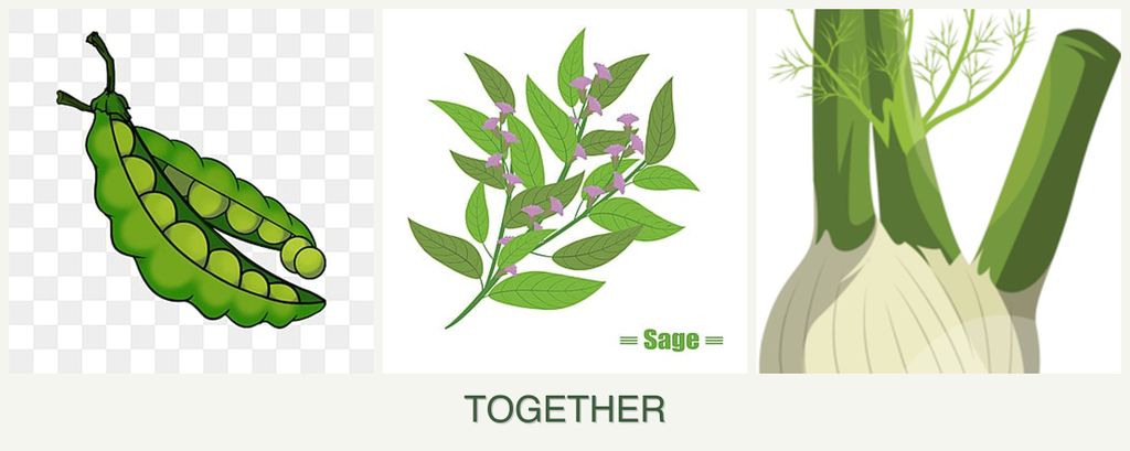 Can you plant peas, sage and fennel together?