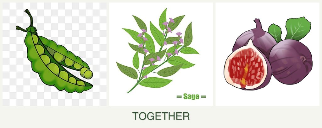 Can you plant peas, sage and figs together?