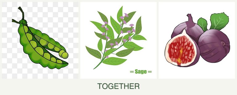 Can you plant peas, sage and figs together?