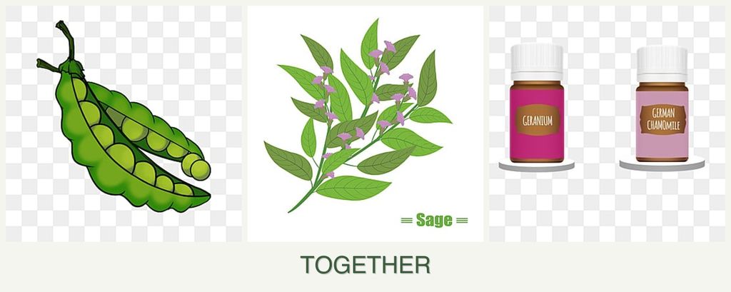 Can you plant peas, sage and geraniums together?