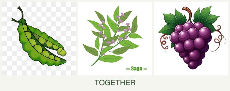 Can you plant peas, sage and grapes together?