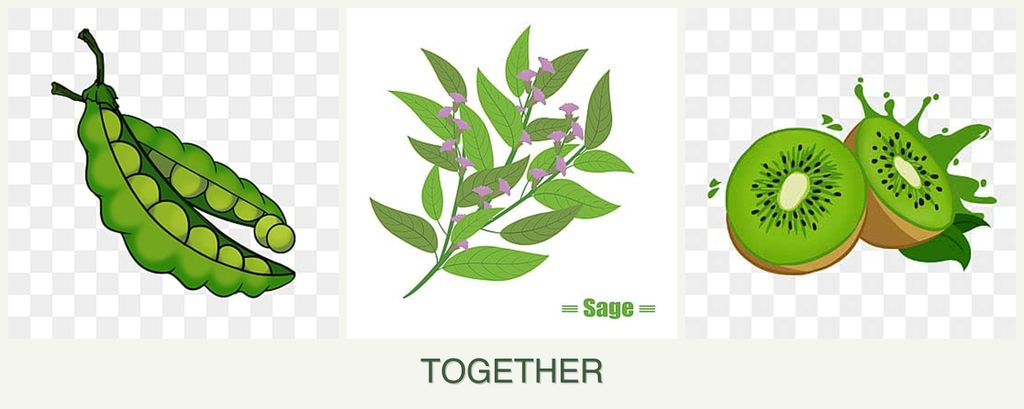 Can you plant peas, sage and kiwi together?