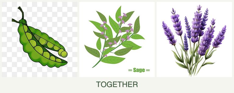 Can you plant peas, sage and lavender together?