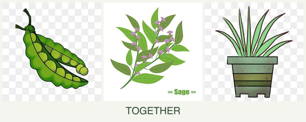Can you plant peas, sage and lemongrass together?