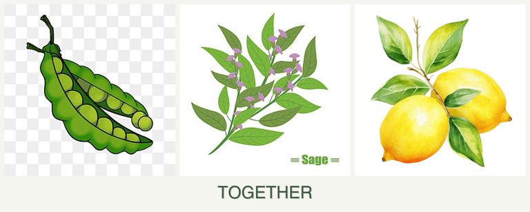 Can you plant peas, sage and lemons together?