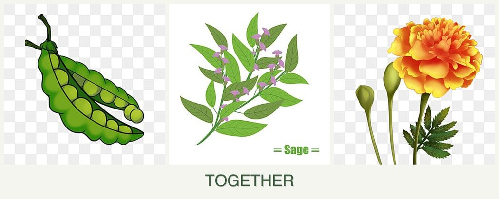 Can you plant peas, sage and marigolds together?