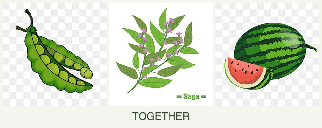 Can you plant peas, sage and melons together?